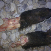 to su tie spolocne polovacky!!!