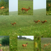 Srnčia naháňačka