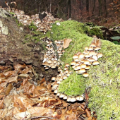 Včerajšie