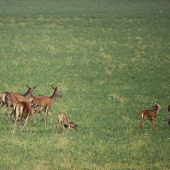rodinka