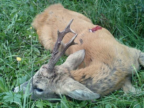 3 veková