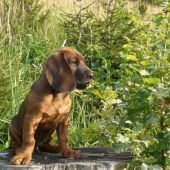 AMOR spod Priečneho brala (2 mesiace bez dvoch dní)