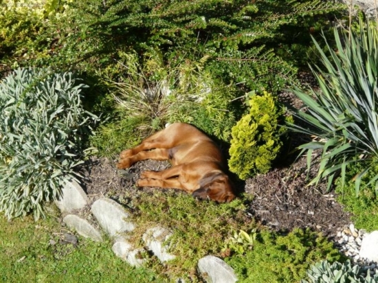 Pelech v okrasnej záhradke