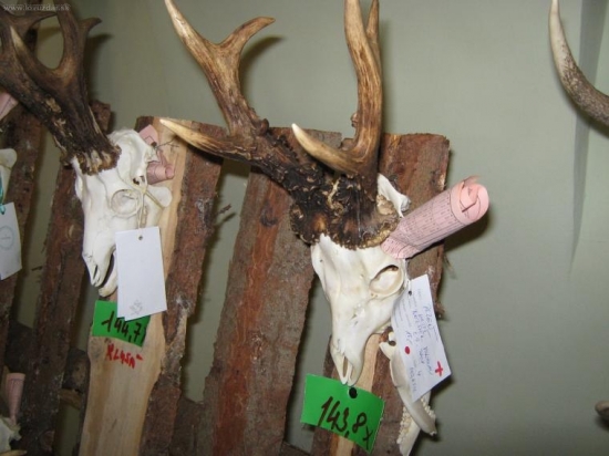 foto z naší výstavy