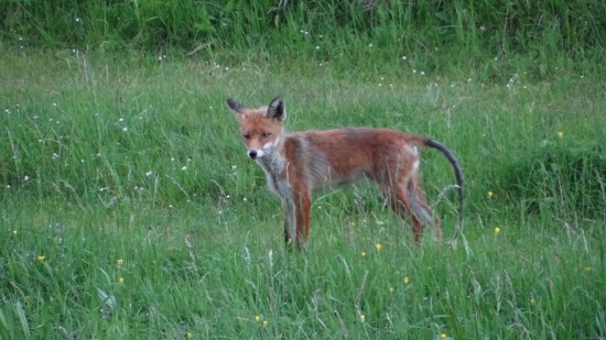 Z nej čiapka nebude