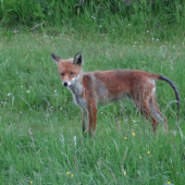 Z nej čiapka nebude
