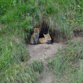 Pokiaľ fotí tak je dobre......