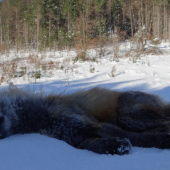 Veľkonočný lišiak