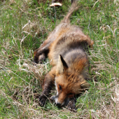 Aj s posledným hryzom