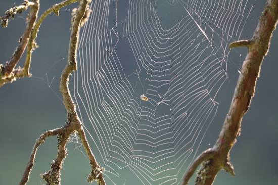 pavúk asi ešte spal