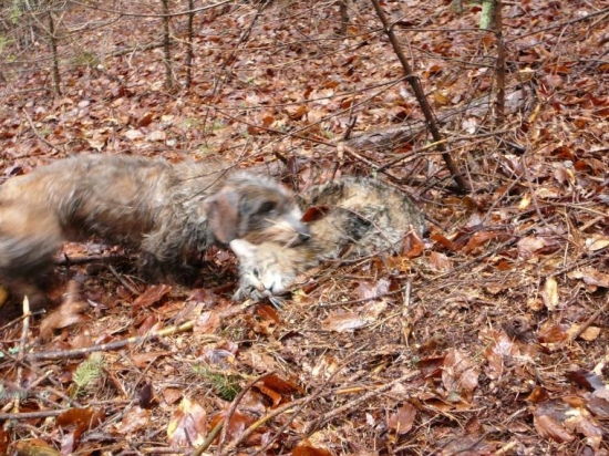 Doprovokovala..........