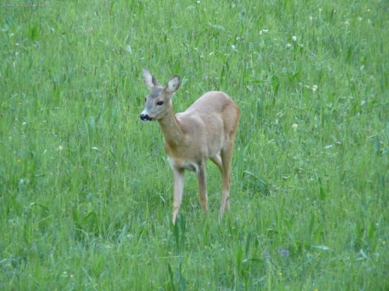 Večera