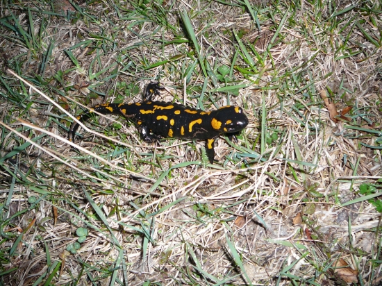 Salamandra