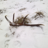 10.torak prvy pohlad