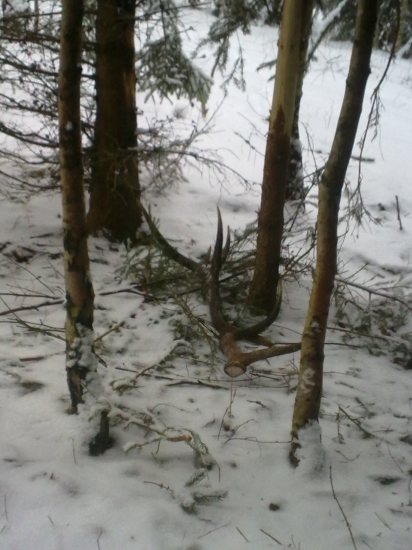 prvy v roku 2011 prvy pohlad