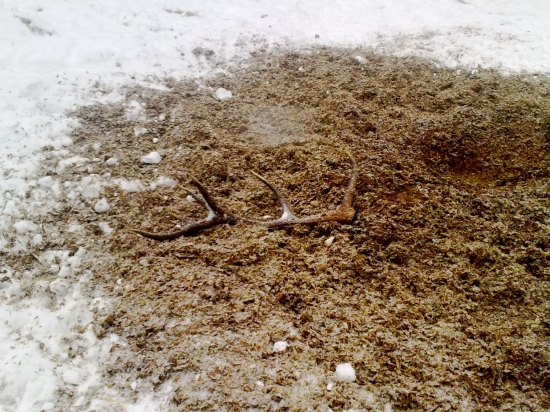 odmena za prikrmovaie