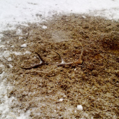 odmena za prikrmovaie