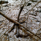 takto tam namna cakal rok