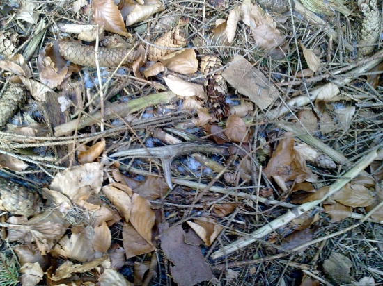 maskovany pri krmelci