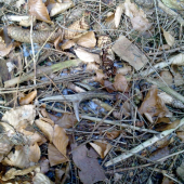 maskovany pri krmelci