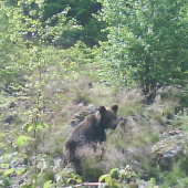 macko na navsteve v zahradke unas