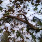 konecne po dlhom hladani para 3kg