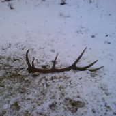 prvy v roku 2009 3,1kg