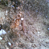 16.torak necakany par