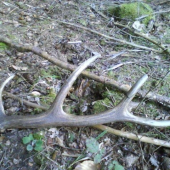 druhe parozie troska chovny co poviete