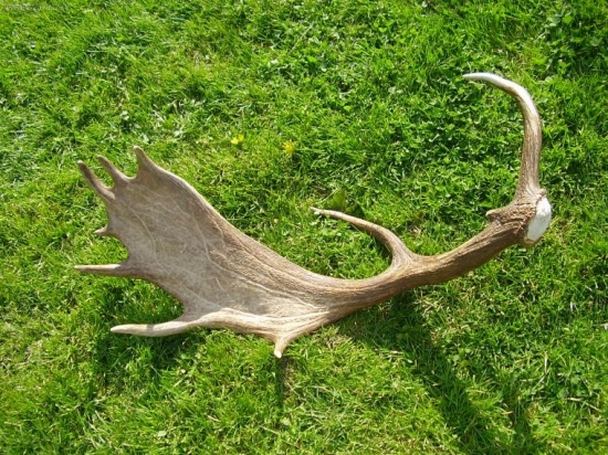 sezóna 2006, nemá niekto do páru? Horná Nitra