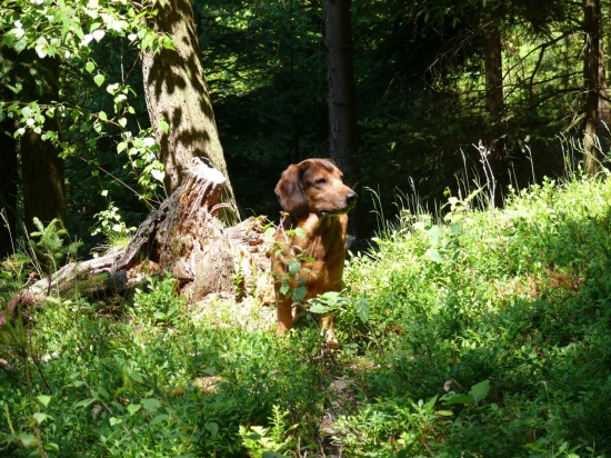 Můj společník Brit  - 9 let a stále fit