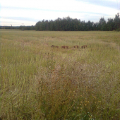 4 selata těsně po sekání řepky, foceno na 15 m