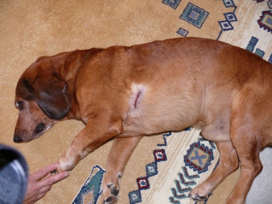 i 9 letech se nechal nachytat kňourem v kukuřici