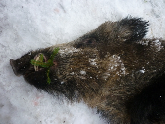 Krušnohorský kanec z Klínovce