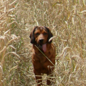 můj pomocník Brit (ABJ), stáří 7 let