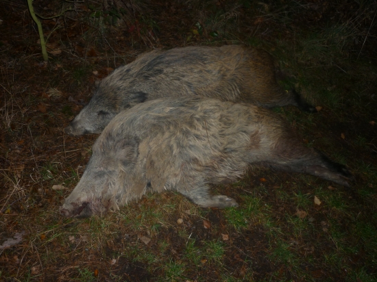 selata z kukuřičného strniště