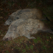 selata z kukuřičného strniště