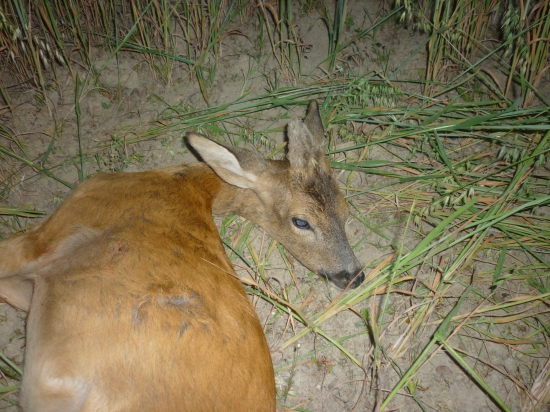 srnec I.věk. z 9.7.2015