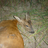 srnec I.věk. z 9.7.2015