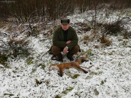 liška z naháňky v Brodu