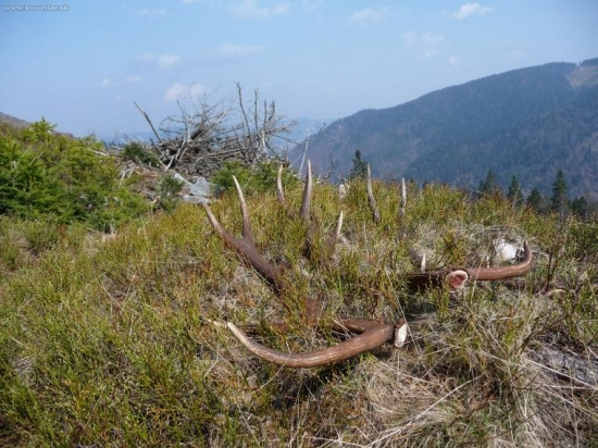 Pri dnešnej prechádzke prírodou.
