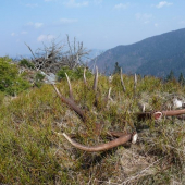 Pri dnešnej prechádzke prírodou.