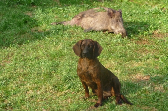 Taký hnedý pes a ...