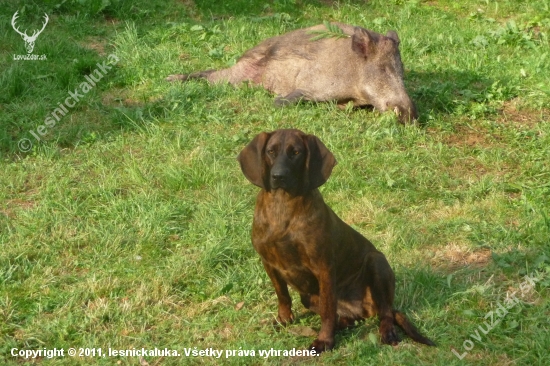 Taký hnedý pes a ...