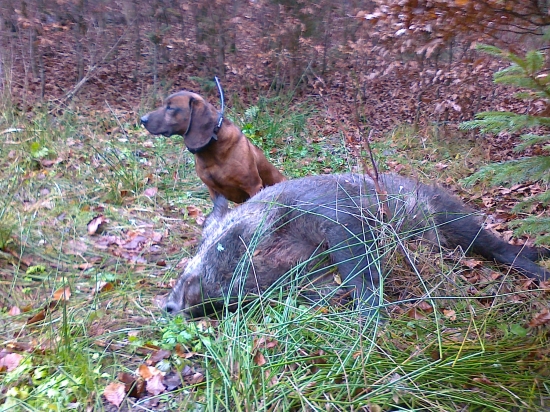 Gero Lesnícka lúka- 29 úspeš. dohľadávka tejto sez.