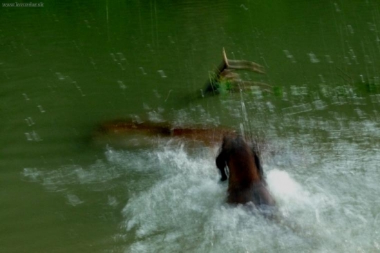 Úspešný záver dohľadávky Gero Lesnícka lúka