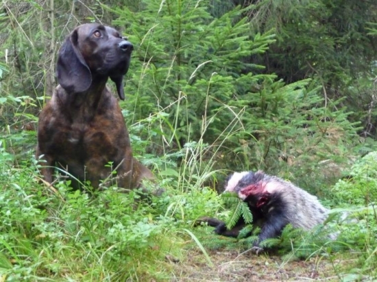 I hanover chce  niečo robiť.