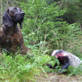 I hanover chce  niečo robiť.