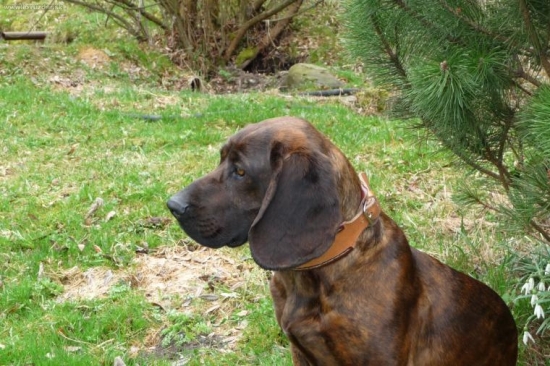 Naša Dona spod Dubia- uhynula pri dohľadávaní jeleňa 12.9.09