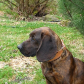 Naša Dona spod Dubia- uhynula pri dohľadávaní jeleňa 12.9.09